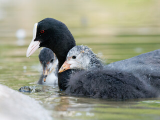 Famille de foulques macroules (Fulica atra) sur l’eau à la mare Saint James, bois de Boulogne,...