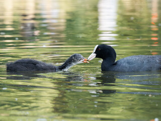 Foulque macroule (Fulica atra) nourrissant ses petits dans l’eau à la mare Saint James, Bois de Boulogne, faune urbaine