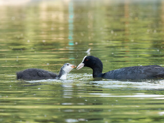 Foulque macroule (Fulica atra) nourrissant ses petits dans l’eau à la mare Saint James, Bois de Boulogne, faune urbaine