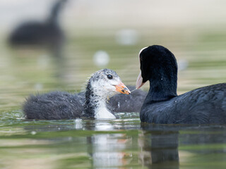 Foulque macroule (Fulica atra) nourrissant ses petits dans l’eau à la mare Saint James, Bois de Boulogne, faune urbaine