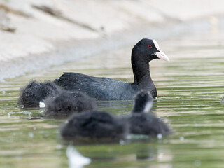 Foulque macroule (Fulica atra) nourrissant ses petits dans l’eau à la mare Saint James, Bois de Boulogne, faune urbaine
