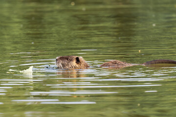 Ragondin (Myocastor coypus) en train de manger dans l’eau, mare Saint James, Bois de Boulogne, Paris, faune urbaine