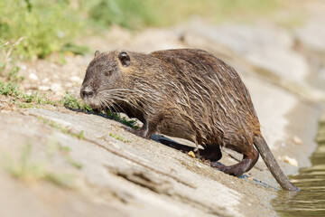 Ragondin (Myocastor coypus) sortant de l’eau à la mare Saint James, Bois de Boulogne, Paris, faune urbaine