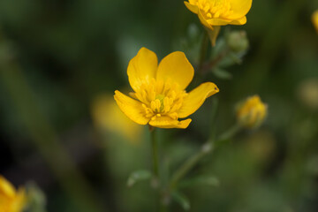 Hairy buttercup, Ranunculus sardous