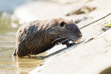 Ragondin (Myocastor coypus) sortant de l’eau à la mare Saint James, Bois de Boulogne, Paris,...