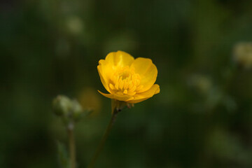Obraz premium Hairy buttercup, Ranunculus sardous