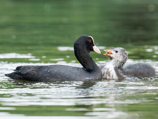 Foulque macroule (Fulica atra) nourrissant ses petits dans l’eau à la mare Saint James, Bois de Boulogne, faune urbaine