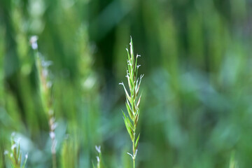 Sweet vernal grass, Anthoxanthum odoratum