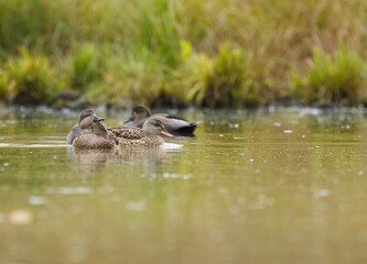 super cute gadwall ducks, gadwall ducks on the pond, reed in the background, idyllic scene on the lake with peaceful ducks, idyllic nature with water birds, Mareca strepera