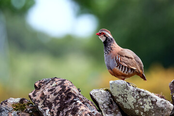 Male red-legged partridge perched on a dry-stone wall at Spynie, Elgin