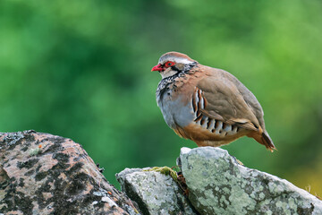 Male red-legged partridge perched on a dry-stone wall at Spynie, Elgin