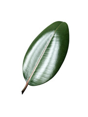 Green thick ficus elastica leaf houseplant isolated without shadow detailed image, soft selective focus, clipping path, for home decor, poster, news, encyclopaedia article, textbook or other design