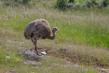 Wildvogel