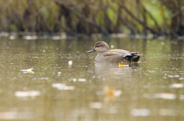 a male gadwall on the pond, pollen dust on the lake, idyllic scene on the lake with a peaceful duck, idyllic nature with water birds, Mareca strepera
