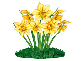 Yellow watercolor flowers on green meadow. Watercolor hand drawn floral illustration of a meadow with flowers daffodils. Meadow on a summer day. Floral decor for greeting cards, weddings, birthdays