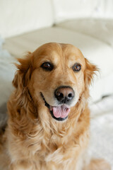 Close-up of a smiling golden retriever dog sitting indoors on a rug, with soft lighting and cozy atmosphere. Ideal for pet-themed content and emotional animal portraits.