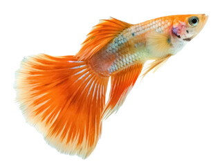 Fototapeta premium Guppy png aquarium fish png tropical fish png small fish png pet fish png colorful fish png freshwater fish png transparent background image
