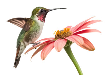 Hummingbird flower seed png bird and flower png nature composition png seed pod png wildlife png natural object png garden flora png transparent background image
