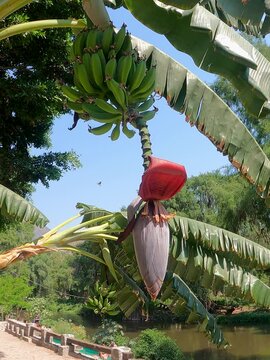 &Aacute;RBOL FRUTAL DE PLATANOS NATURAL CON GRANDES HOJAS