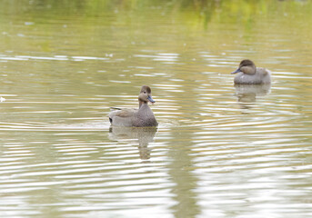 gadwalls on the lake on edge, idyllic scene on the lake with peaceful ducks, two gadwalls on the...