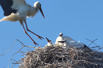 A stork delivers a tree branch to the nest.