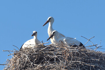 Stork chicks are waiting for adult birds to return to the nest.