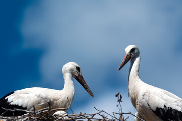 Growing stork chicks.
New generation of storks. Waiting for adulthood.
