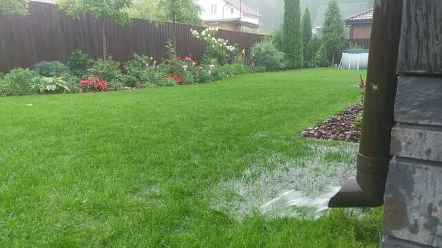 Oak trees, thujas and a flower bed with various plants grow on a lawn near a metal fence. It is raining heavily in the summer and the water is pouring from the roof of the terrace through the downpipe