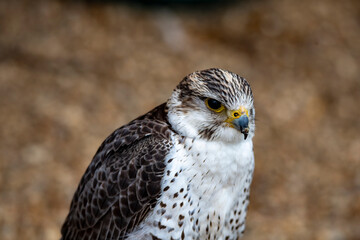A hybrid of a Gyrfalcon (Falco rusticolus) and a Saker Falcon (Falco cherrug).