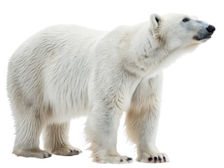 Polar bear png arctic bear png white bear png wild animal png large bear png cold habitat png transparent background image