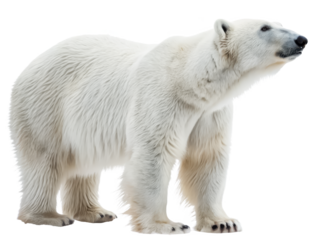 Polar bear png arctic bear png white bear png wild animal png large bear png cold habitat png transparent background image