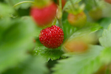 Strawberry wild fragaria berry macro close up. Background wallpaper picture. Nature and gardening concept