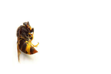 Wasp on a white background. Insects in summer. Stings. Allergies.