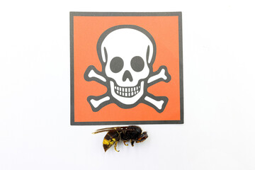 A wasp with a sign of danger. Insects in summer. Stings. Allergies.