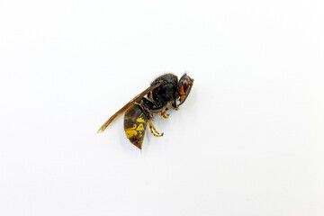 Wasp on a white background. Insects in summer. Stings. Allergies.