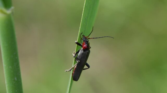 Close up vof Cantharis fusca the dark soldier beetle is a species of soldier beetle in a green grass