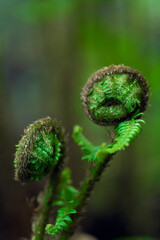 Close-up of young fern fronds (fiddleheads) beginning to unfurl in early spring. Their rich green texture and curled shape make this image ideal for botanical, forest, and seasonal nature themes. © Vita Monart