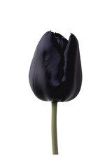 black tulip flower on transparent background