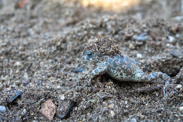 European green toad (Bufo viridis) hibernate underground. In spring, when the temperature rises to 10 degrees, the toads break through the soil and come out