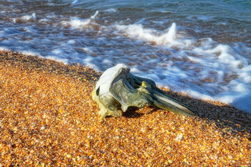 Waves washed up common porpoise (Phocoena phocoena) skull on a sandy beach. The death of dolphins in the Sea of Azov