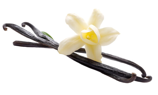 vanilla beans and flower on transparent background