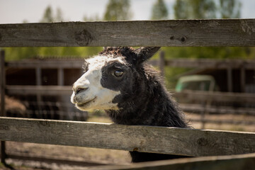 Portrait of Llama, Alpacas head close-up. Alpacas Llamas animals on meadow in a farm in summer day