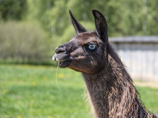 Obraz premium Portrait of Llama, Alpacas head close-up. Alpacas Llamas animals on meadow in a farm in summer day