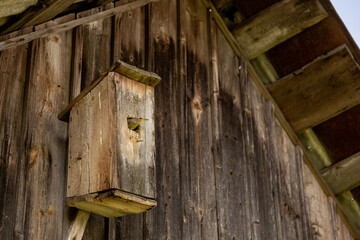 Starling on an old Wooden Birdhouse. Feeding the young bird. Sparrow baby bird sticks its head out of the birdhouse and looking
