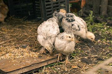 Country farm with young chicken close-up. Group of chicks - cute farm animals. Organics farm and healthy food concept.