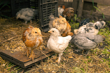 Country farm with young chicken close-up. Group of chicks - cute farm animals. Organics farm and healthy food concept.