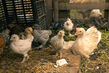 Country farm with young chicken close-up. Group of chicks - cute farm animals. Organics farm and healthy food concept.