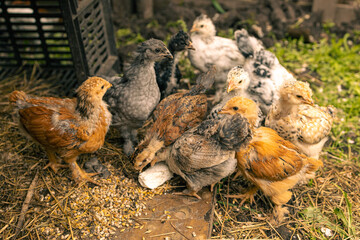 Country farm with young chicken close-up. Group of chicks - cute farm animals. Organics farm and healthy food concept.