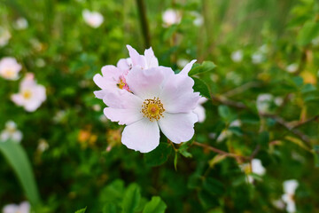 Beautiful pink flower blooming in a green garden