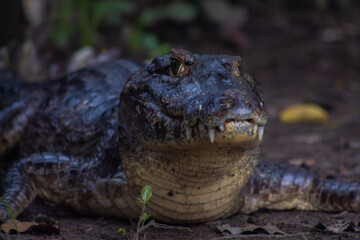 Caimanes de la Amazonía boliviana, en el río Yacuma